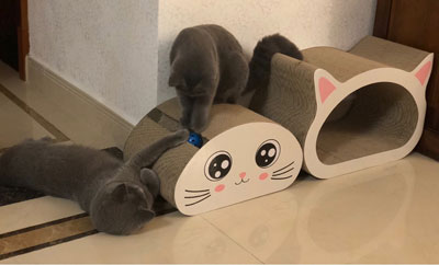 猫抓板香蕉小视频网站